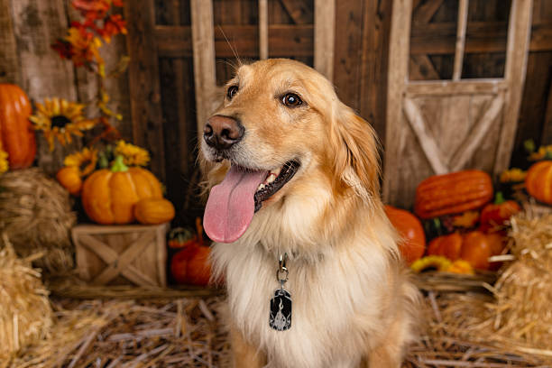 istock Golden Retriever Looking Off-Camera in Autumn Setting 2225054673