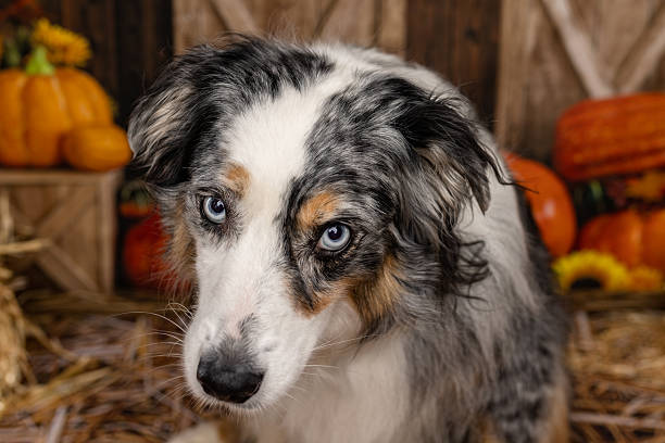 istock Blue Merle Australian Shepherd Close-Up in Fall Scene 2225054682