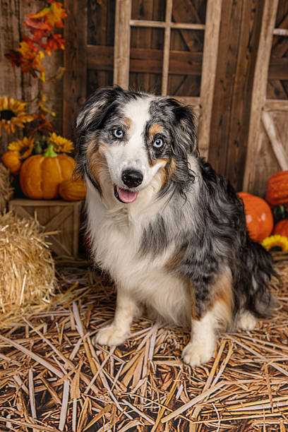 istock Blue Merle Aussie Dog Sitting in Front of Fall Barn Decor 2225054690