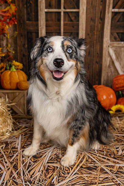 istock Smiling Australian Shepherd in Autumn Barn Scene 2225054692