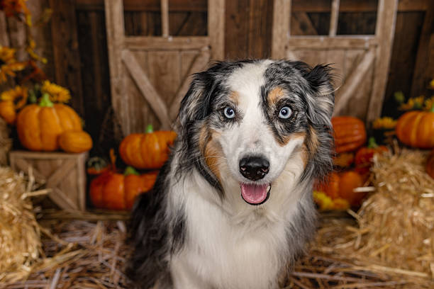 istock Blue Merle Australian Shepherd with Bright Blue Eyes 2225054695
