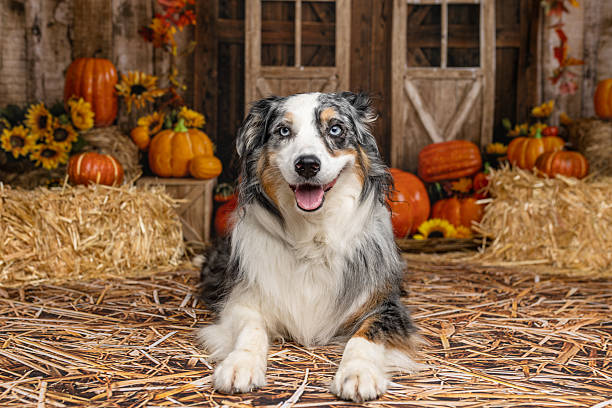 istock Australian Shepherd Lying in Front of Fall Barn Display 2225054699