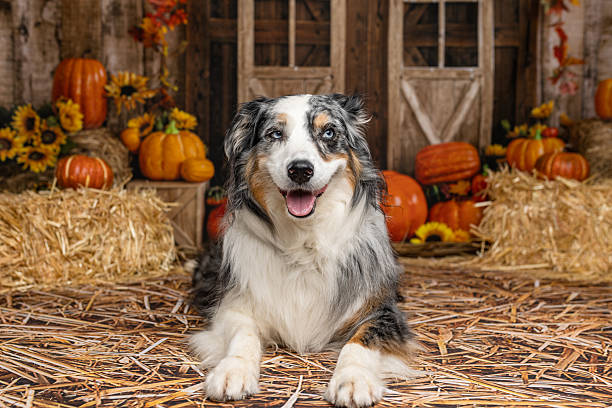 istock Blue Merle Aussie Dog Relaxing in Autumn Barnyard Scene 2225054703