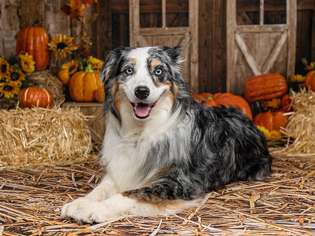istock Blue Merle Australian Shepherd Posing in Fall Scene 2225054724