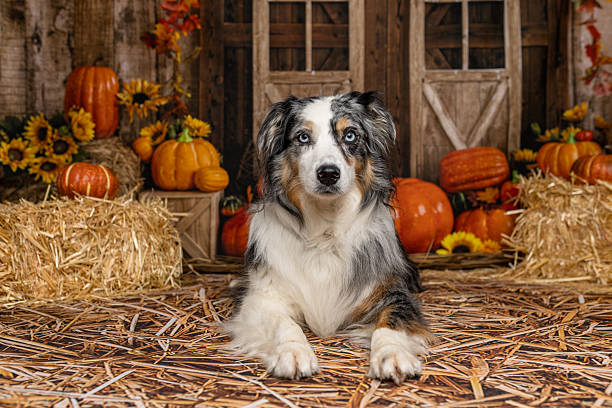 istock Australian Shepherd Dog in Cozy Fall Barn Setting 2225054852