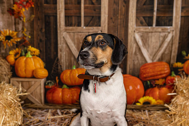istock Beagle Mix Dog Sitting in Autumn Barn Setting 2225054998