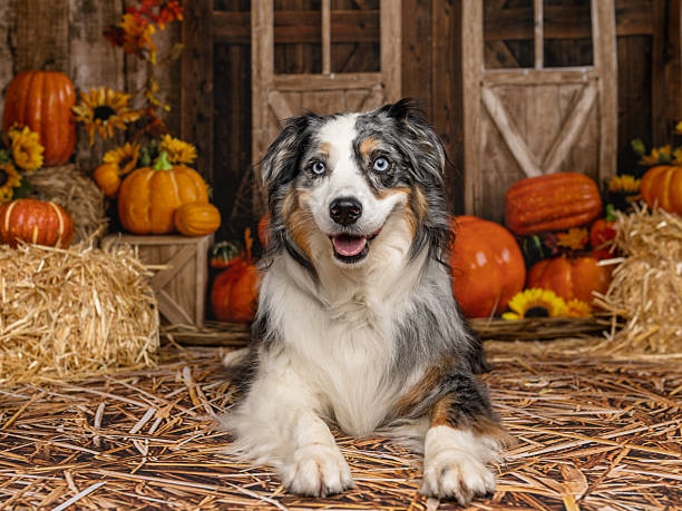 istock Smiling Australian Shepherd Laying in Rustic Fall Scene 2225054999