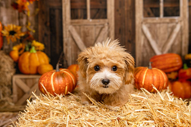 istock Cute Puppy in Straw with Pumpkins and Rustic Fall Backdrop 2225055575