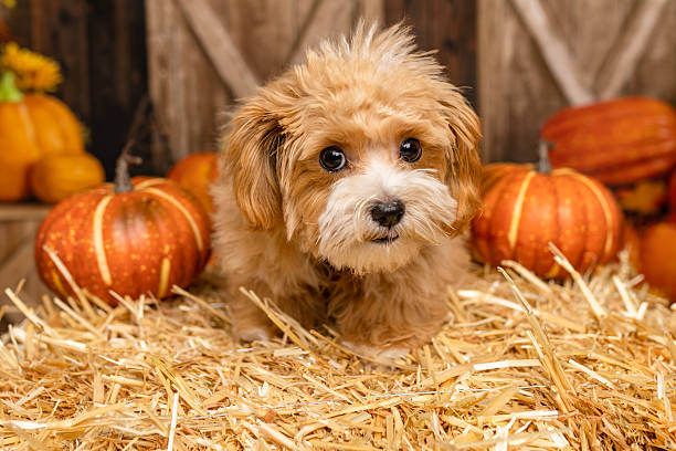 istock Fluffy Puppy Surrounded by Pumpkins and Autumn Straw 2225055576