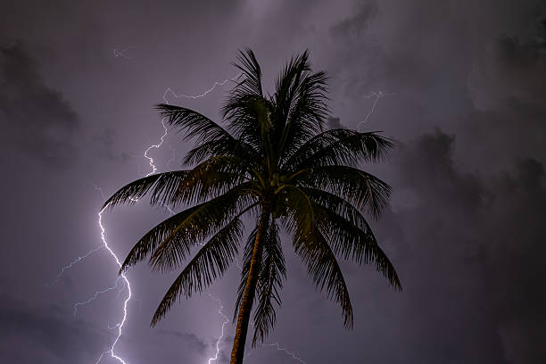 istock Lightning bolt illuminating a Palm Tree in the darkness 2225055622