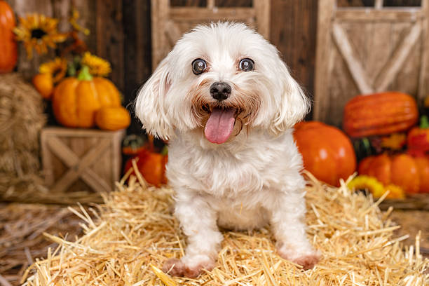istock Smiling White Dog Posing on Hay Bale in Fall Setting 2225055958