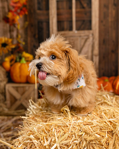 istock Playful Puppy on Hay Bale with Autumn Background 2225055995