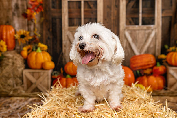 istock White Fluffy Dog Looking Up in Cozy Autumn Scene 2225056020