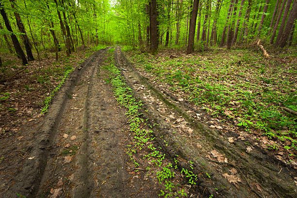 Path through Deciduous Forest