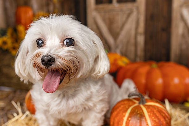 istock Happy White Dog in Autumn Pumpkin Patch Close-Up 2225056163