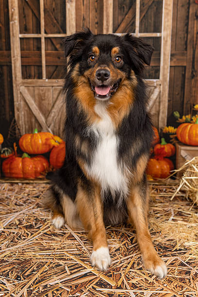 Smiling Tricolor Dog Sitting in Rustic Fall Pumpkin Setup