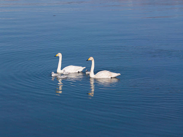 White swan on the lake