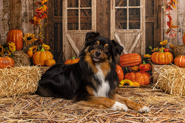 istock Dog Posing on Hay Bale in Autumn Pumpkin Patch 2225056331