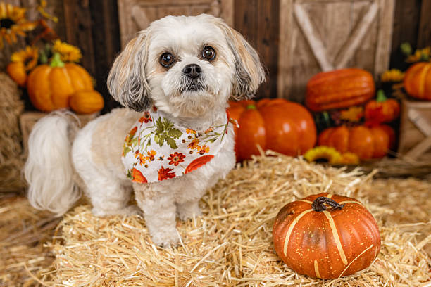 istock Cute Small Dog in Autumn Setting with Pumpkins 2225056356