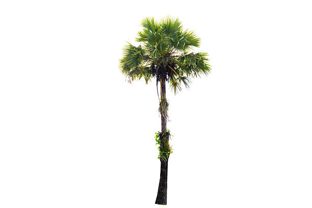istock Trees isolated on white background, tropical trees isolated used for design, advertising and architecture 2225056521