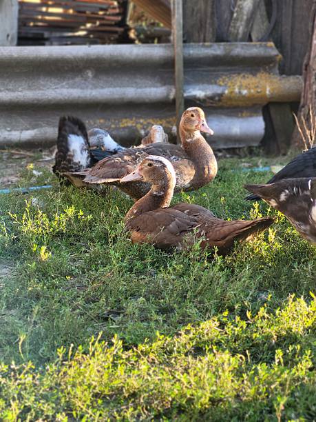 istock Group of ducklings resting on green grass 2225058735