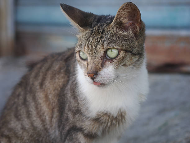 istock Tabby Cat with Green Eyes and Tongue Out 2225058778
