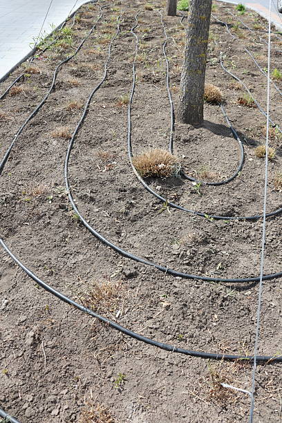 istock An Irrigation System in a Garden Utilizing Spiral Tubing for Efficient Watering Solutions 2225058868