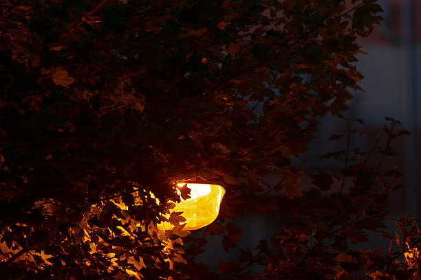 In the pitchdark night, a street light shines brightly, illuminating the area and casting its warm glow behind a tall tree