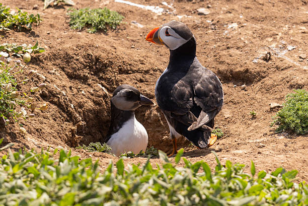istock puffin with puffling 2225060160