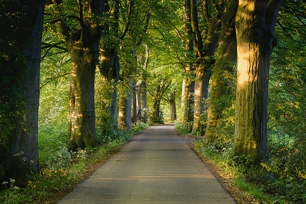 Dutch dike with old trees