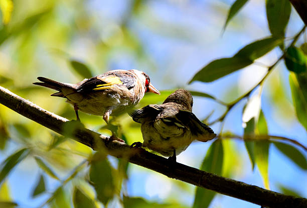 istock European goldfinch  (Carduelis carduelis) 2225063145
