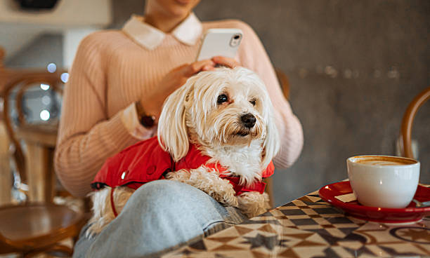 istock Woman using smartphone with her dog in a cafe 2225063226