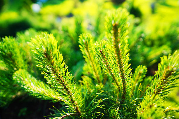 Pine tree Mugo pine Mughus close-up. Green needles on a pine tree branch closeup. Dwarf Mugo Pine tree background, texture. Scotch fir close up. Pinaceae, growing Pinus of pine-tree.