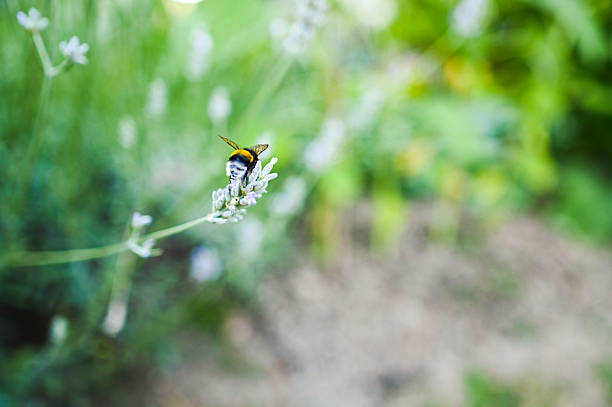 istock Bumblebee pollinating lavender flower in summer garden 2225064486