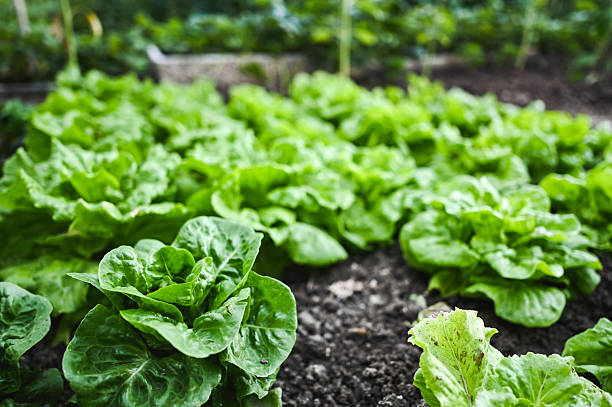 Fresh green lettuce growing in vegetable garden soil