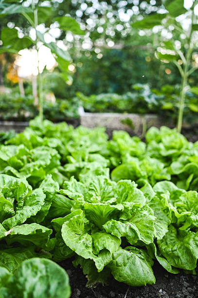 Fresh green lettuce growing in garden bed