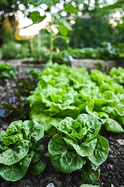 Fresh green lettuce growing in vegetable garden