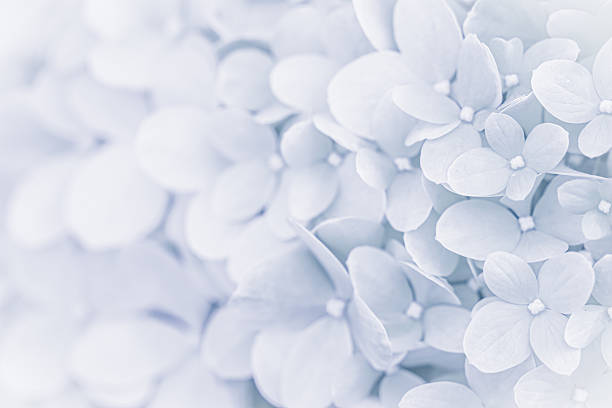 dried pressed flower petals hydrangea macrophylla from sweden nature