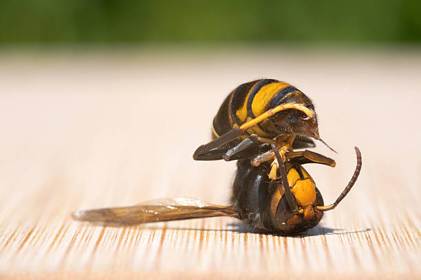 istock Asian hornet with sting, lying dead on its back 2225065063