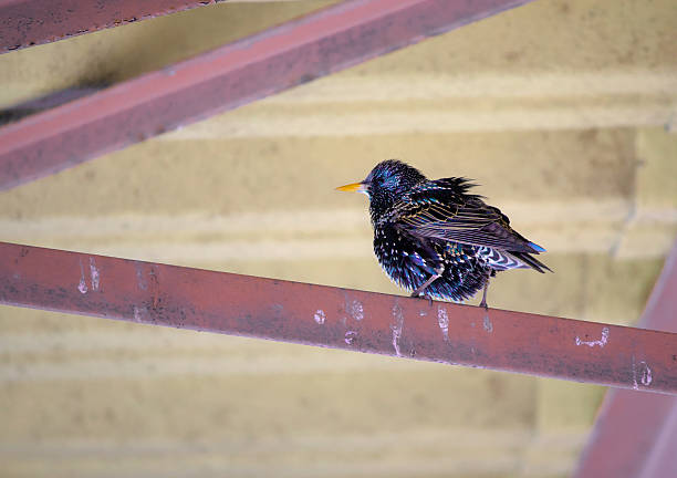Single colorful bird perched on bright red metal bar.