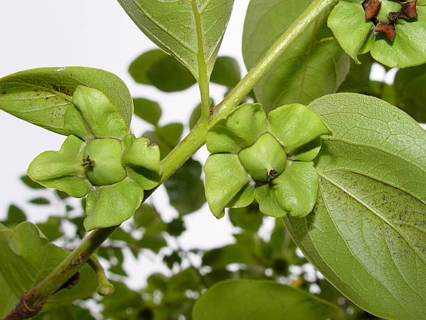 istock Persimmon Calyx and Young Fruit 2225065856