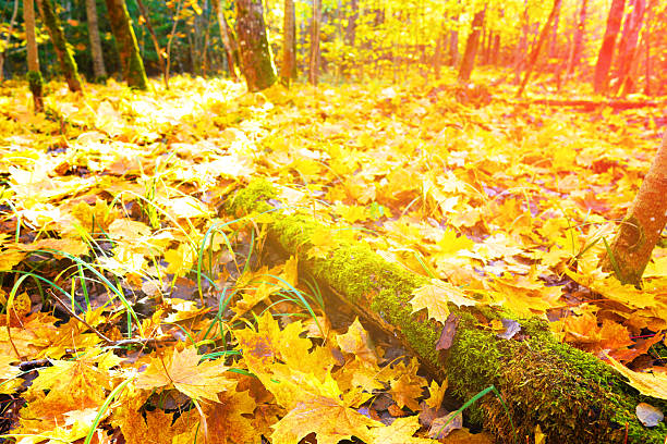 Fallen yellow leaves after rain. Autumn background. Yellow maple leaves fallen from trees on ground in park. Golden Autumn season. Yellow maple leaves background. Fallen leaves in october in rain.