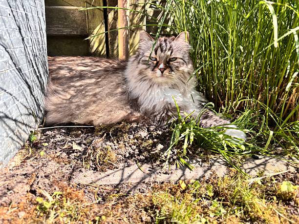 cat with a black spot on its face is laying in the grass.