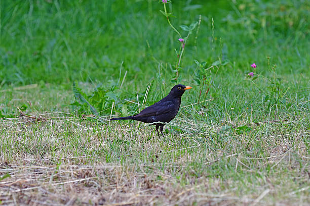 istock blackbird in a German garden in summer 2225067208