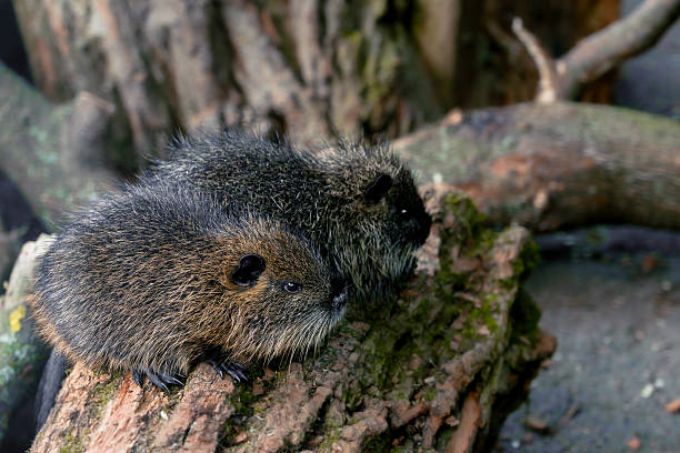 small nutria animal theme creatures in natural decorations environment