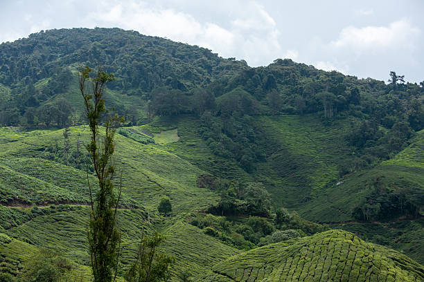 istock a beautiful day at cameron highland malaysia 2225069062