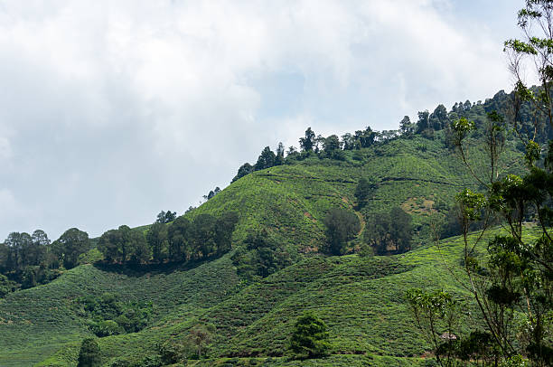 a beautiful sunny day at tea plantation Cameron Highland Malaysia