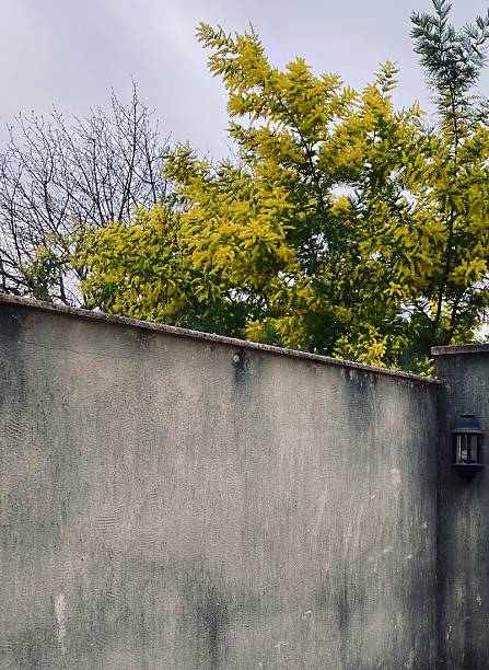 istock Mimosa in bloom and concrete wall 2225069869