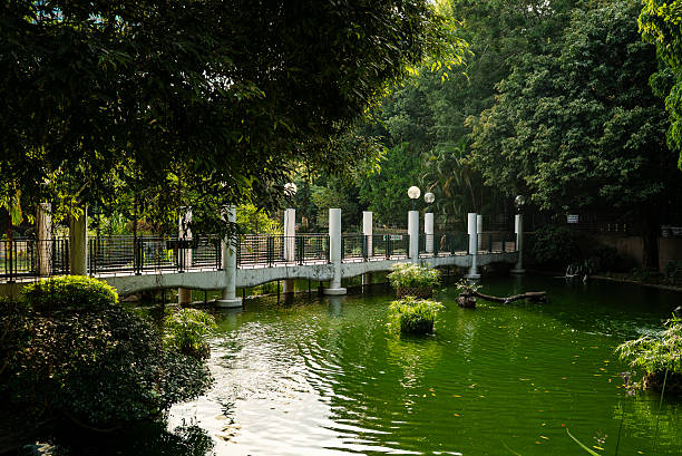 istock Tranquil Bridge Over Water in Kowloon Park 2225069946