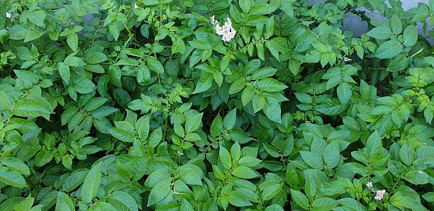 istock Potato flower close-up 2225071075